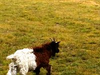 Image 12-2  why would you breed for this?